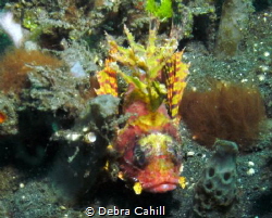 Yellow Shortfin Lionfish Lembeh Strait by Debra Cahill 